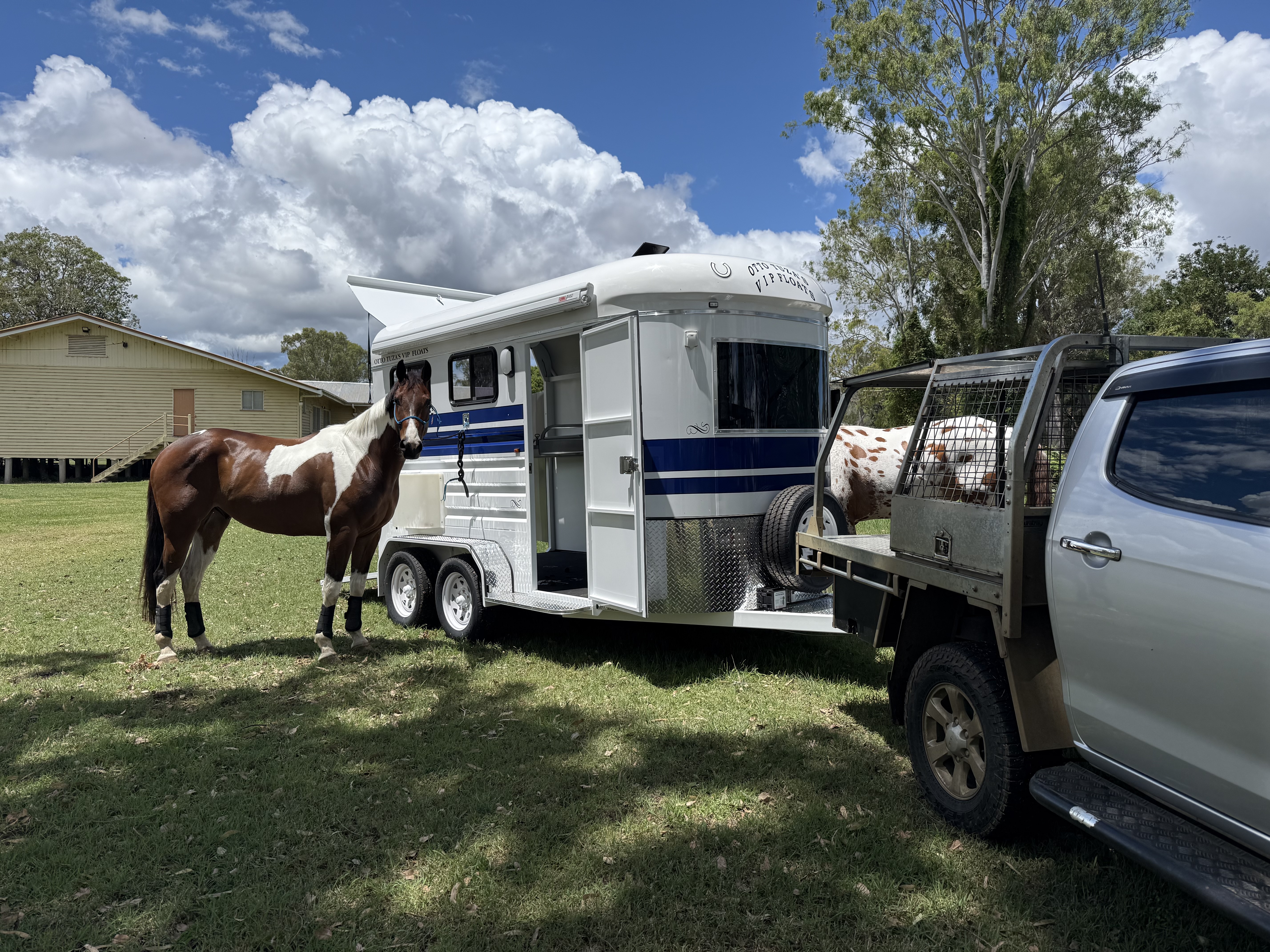 Horse Float Window Protection – Built for Real Horse Behaviour
